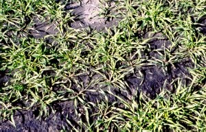 Closeup picture of rye