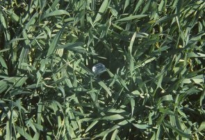 Monitored crop of rye