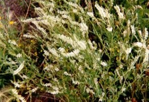 Sweet Clover in flower.