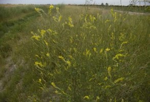 Sweet Clover by roadside.