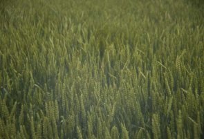 Winter wheat in head.