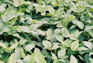 Système racinaire de soya