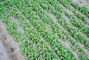 Germination: petites graines semblables à la moutarde