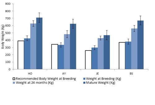 Body weight (kg) at breeding, 24 months and mature weights for Holstein, Ayrshire, Jersey and Brown Swiss breeds from dairy farms from Valacta in Quebec. Recommended weight (kg) at breeding based on 55 per cent of average mature weight of Holstein, Ayrshire, Jersey and Brown Swiss breeds.