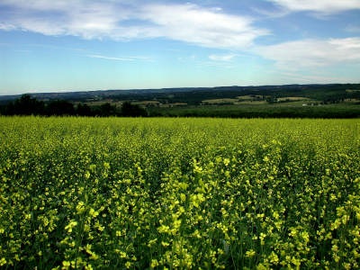 Huile de canola destinée au biodiésel.