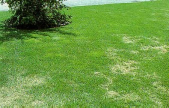 A management program providing too much fertilizer and water promoted the infestation of the Kentucky bluegrass lawn by the bright yellow-green, aggressive rough bluegrass.
