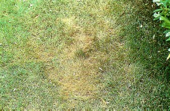 Rough bluegrass turns brown under high summer temperatures.