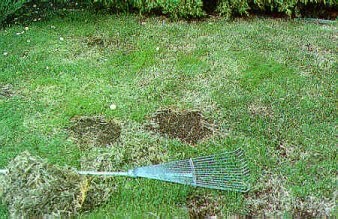 The rake tines catch the horizontal stolons of the Rough bluegrass and pull them out with limited disturbance to the Kentucky bluegrass.