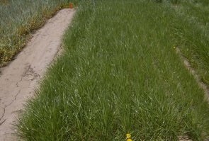 Thick growth of ryegrass