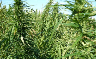 Hemp for biofibres.