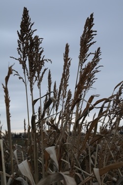 Sorghum and sudan grass hybrids will to to seed if not mowed, creating a potential weed problem.