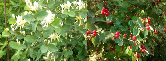 Honeysuckle (Lonicera spp.)