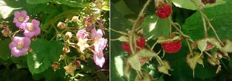 Purple flowering raspberry (Rubus odoratus)