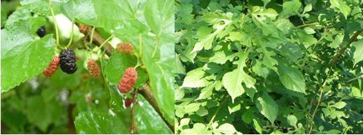Mulberry (Morus rubra)