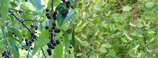 Pin cherry (Prunus pensylvanica)