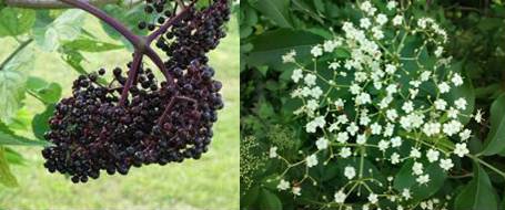 Elderberry (Sambucus spp.)