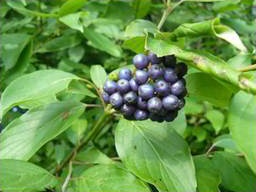 Dogwood (Cornus spp.)