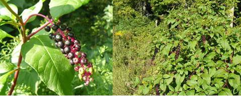 Pokeweed (Phytolacca americana)