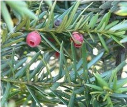 Buckthorn (Rhamnus cathartica)