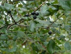 Yew (Taxus spp.)