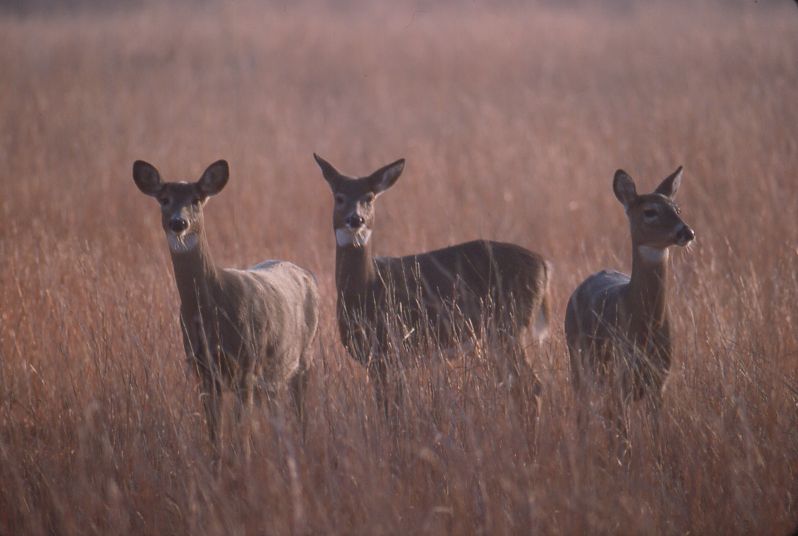 Three antlerless white-tailed deer standing in a meadow.