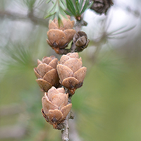 Close up of Tamarack cones