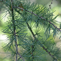 Close up of tamarack needles