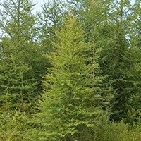 Image of a tamarack tree