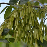 Close up of white ash keys/seeds