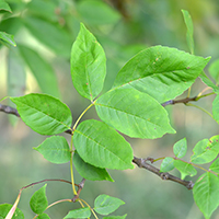 Close up of white ash leaves