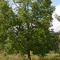 Image of white ash tree