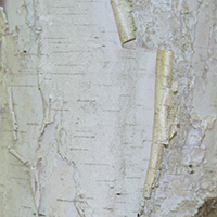 Close up of white birch bark