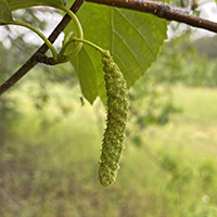 Close up white birch catkin