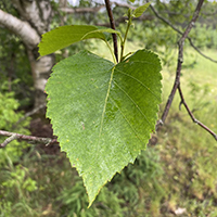 Gros plan d’une feuille du bouleau à papier