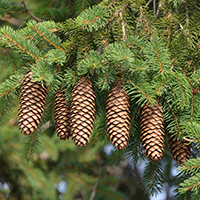 Close up of white spruce cones
