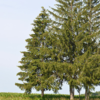 Image of a white spruce tree