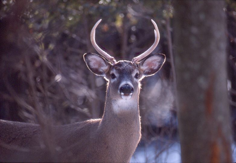 An approximately 1.5 year old white-tailed deer with antlers in a forest.