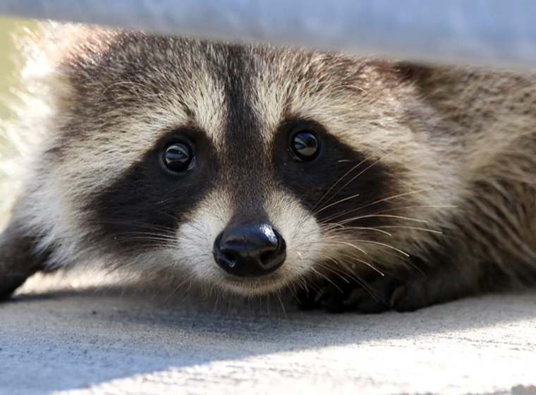 Rabies in wildlife Rabies in wildlife
