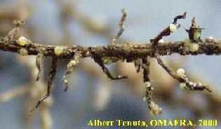 Soybean cyst nematode attached to roots.