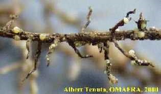 Soybean cyst nematode attached to roots