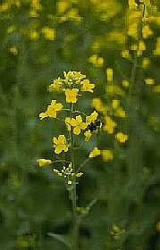 Les cultures couvre-sol peuvent également attirer les insectes bénéfiques, y compris les insectes pollinisateurs