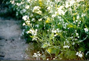 Cover crop of oilseed radish.
