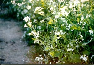 Cover crop of oilseed radish