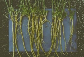 Alfalfa root systems