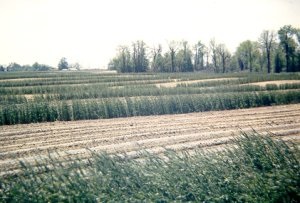 Rye cover crops used as wind strips
