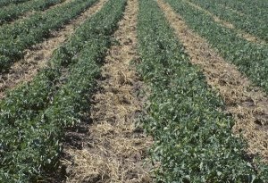 Cover crop in a tomato rotation