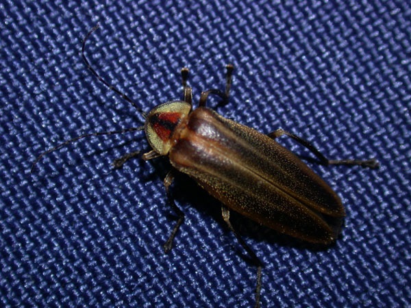 Firefly.