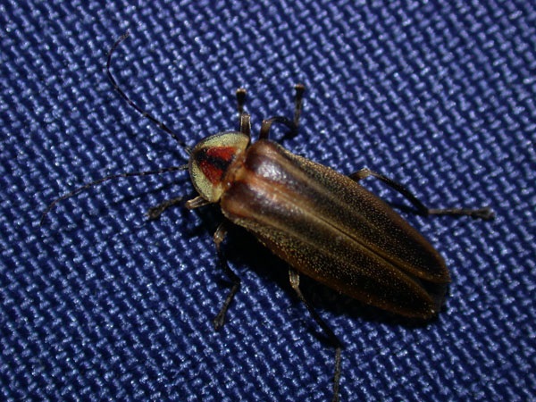 Firefly