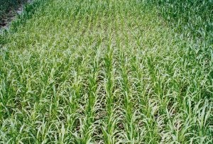 Sorghum and pearl millet