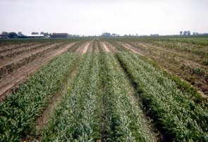 Cultures couvre-sol de seigle semées sur des collines sablonneuses élevées